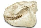 Fossil Oreodont (Merycoidodon) Skull - South Dakota #302866-3